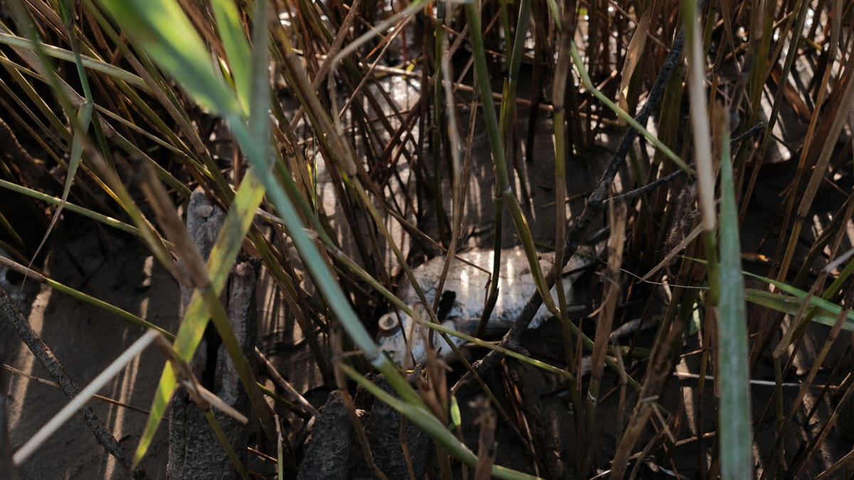 An observation on floods and fish kills